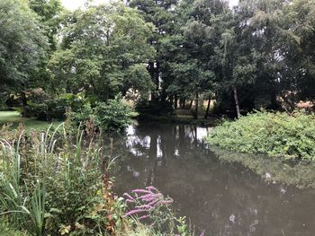 Scenic view of lake in forest