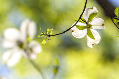 Close-up of flowers against blurred background