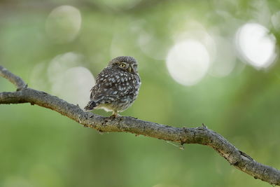 A little owl up close