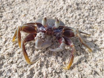 Close-up of crab on beach