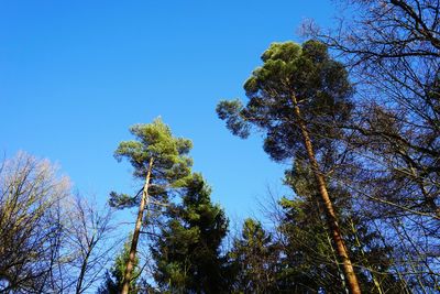 Low angle view of trees against clear blue sky