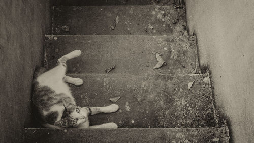Cat relaxing on wood