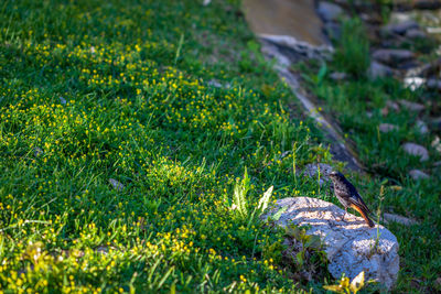 Close-up of lizard on grass