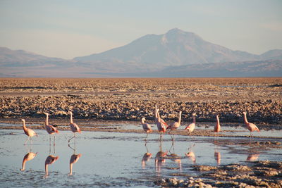 Flock of birds in lake against mountain range