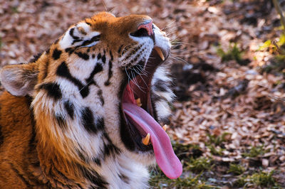 Close up from the open mouth of a tiger