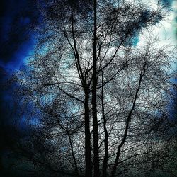 Low angle view of bare trees against sky