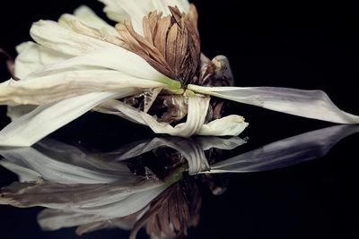 Close-up of wilted flower against black background