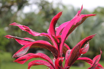 Close-up of red flowering plant in park