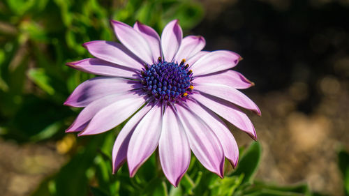 Close-up of purple flower