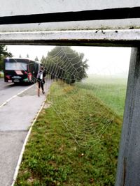 Close-up of spider web