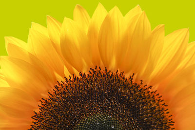 Close-up of sunflower