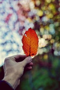 Close-up of hand holding maple leaf