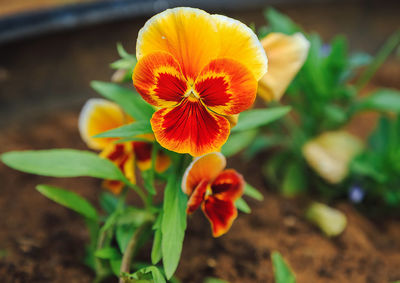 Close-up of orange flower