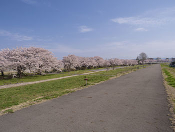 Road by trees against sky