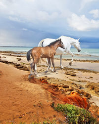 Horse on beach against the sky