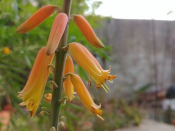 Close-up of day lily blooming outdoors