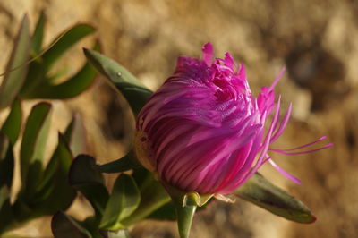 Close-up of flower blooming outdoors