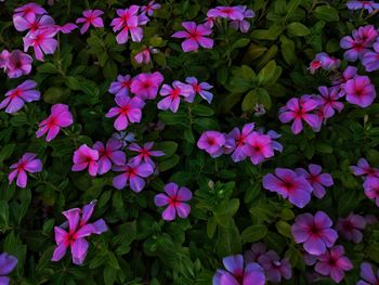 Close-up of pink flowering plants in park