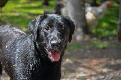 Close-up portrait of a dog