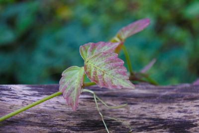 Close-up of autumnal leaves on wood