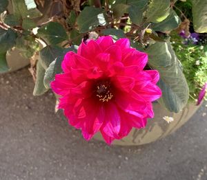 High angle view of pink flowering plant