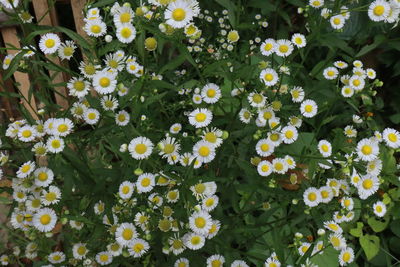 High angle view of white flowering plants