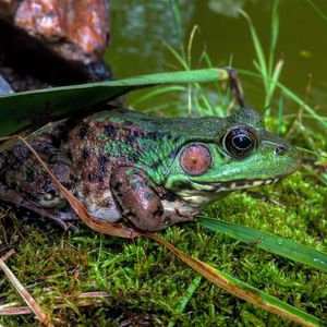 Close-up of frog