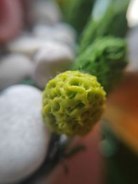 Close-up of green fruits on plant