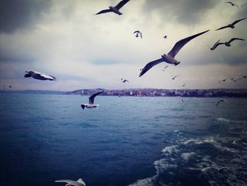 Seagulls flying over sea against sky