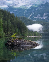 Scenic view of lake in forest