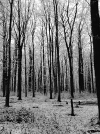 Trees in forest against sky