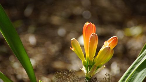 Close-up of crocus blooming outdoors