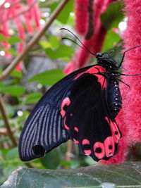 Close-up of butterfly on flower