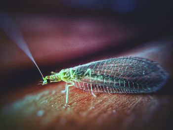 Close-up of insect on hand