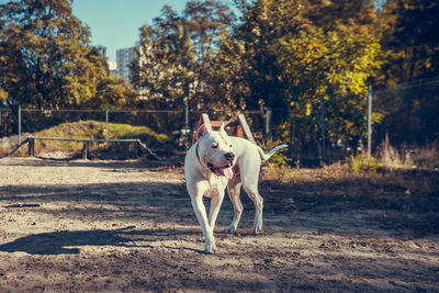 Dog running on field