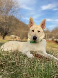 White german puppy. 