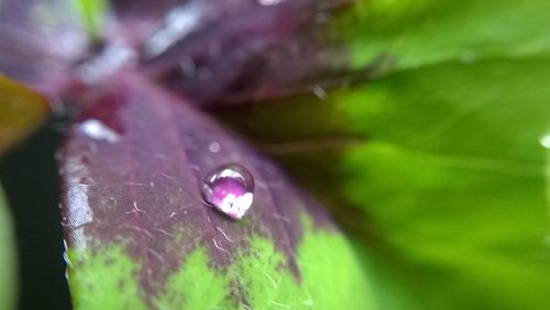 Close-up of insect on purple flower