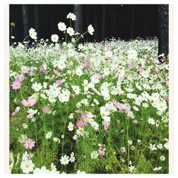 Close-up of pink flowers blooming in garden