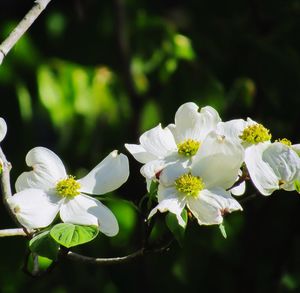 Close-up of white cherry blossom tree