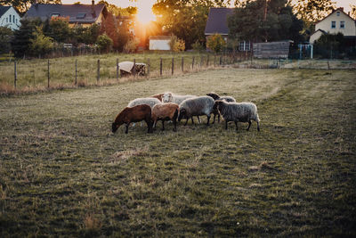 Sheep in a field