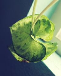 Close-up of fruit over white background