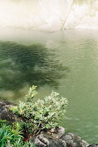 High angle view of plants by sea