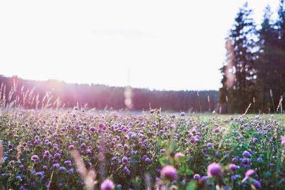 Purple flowers blooming in field