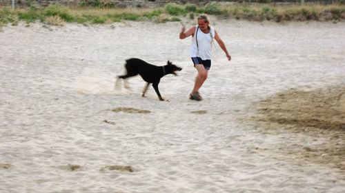 Full length of a dog running on beach