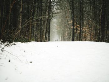 Snow covered land amidst trees in forest