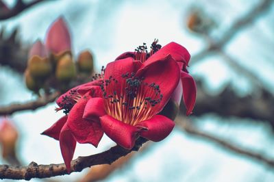 Close-up of red rose flower