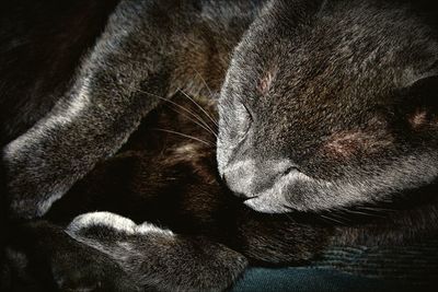 Close-up of cat sleeping