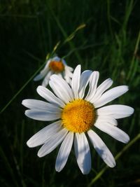 Close-up of white flower