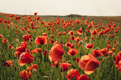 Red poppy flowers in a wild field. vivid poppies meadow in spring. beautiful summer day. beautiful