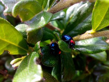 Close-up of ladybug on plant